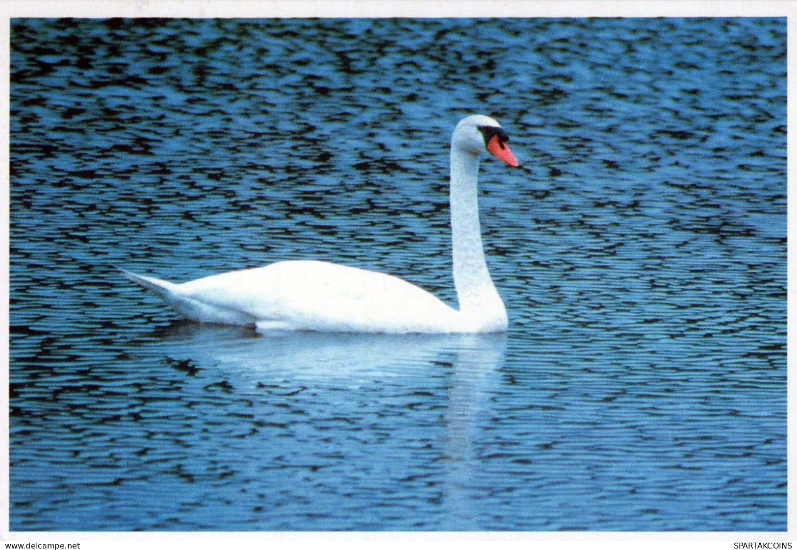 OISEAU Animaux Vintage Carte Postale CPSM #PBR727.A - Birds