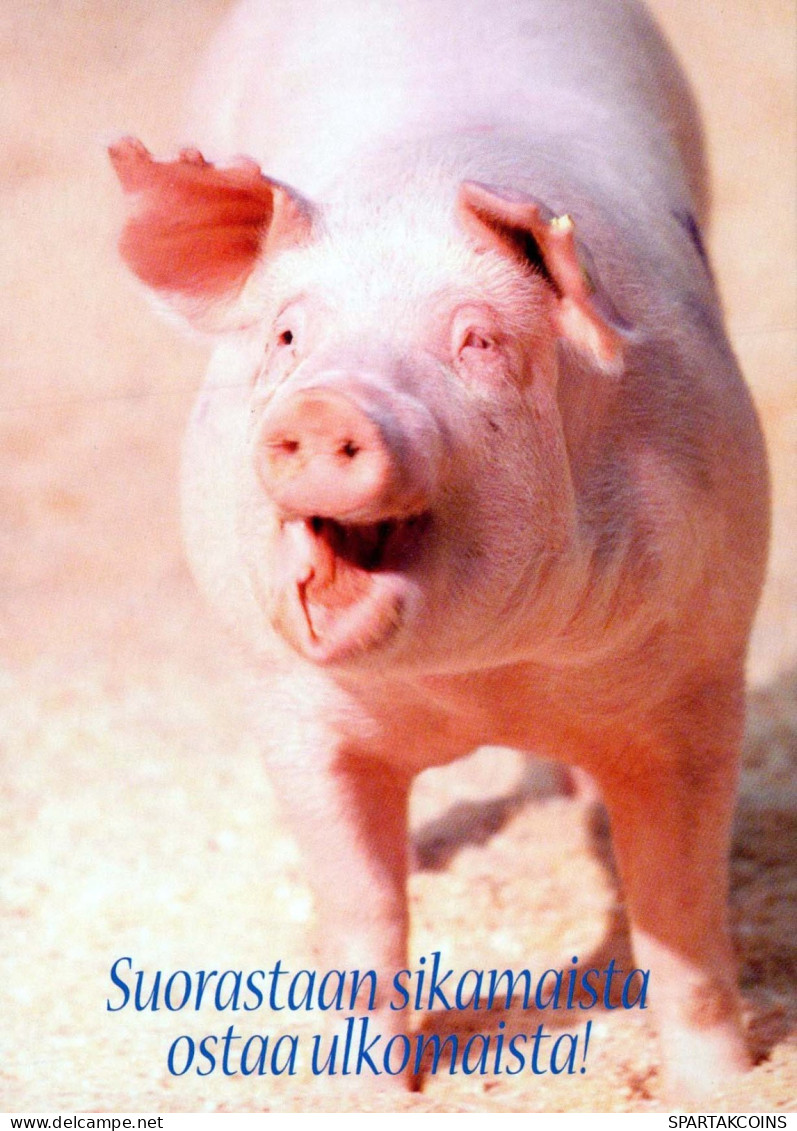 PIGS Tier Vintage Ansichtskarte Postkarte CPSM #PBR763.A - Cochons