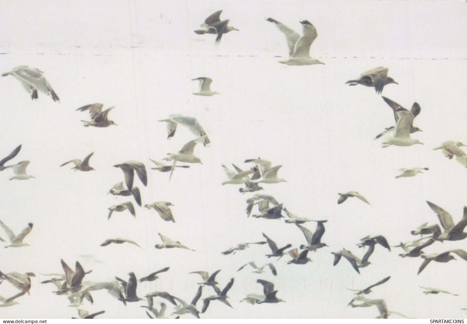 VOGEL Tier Vintage Ansichtskarte Postkarte CPSM #PBR663.A - Birds