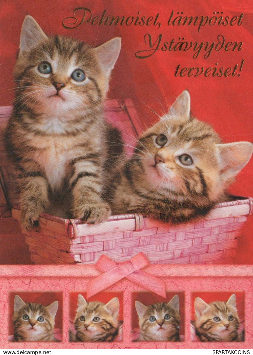 CAT KITTY Animals Vintage Postcard CPSM #PBQ978.A - Cats