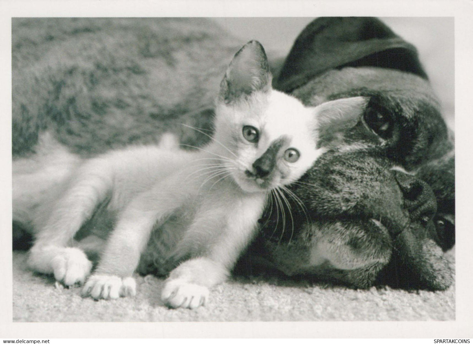 CHAT CHAT Animaux Vintage Carte Postale CPSM #PBR022.A - Cats