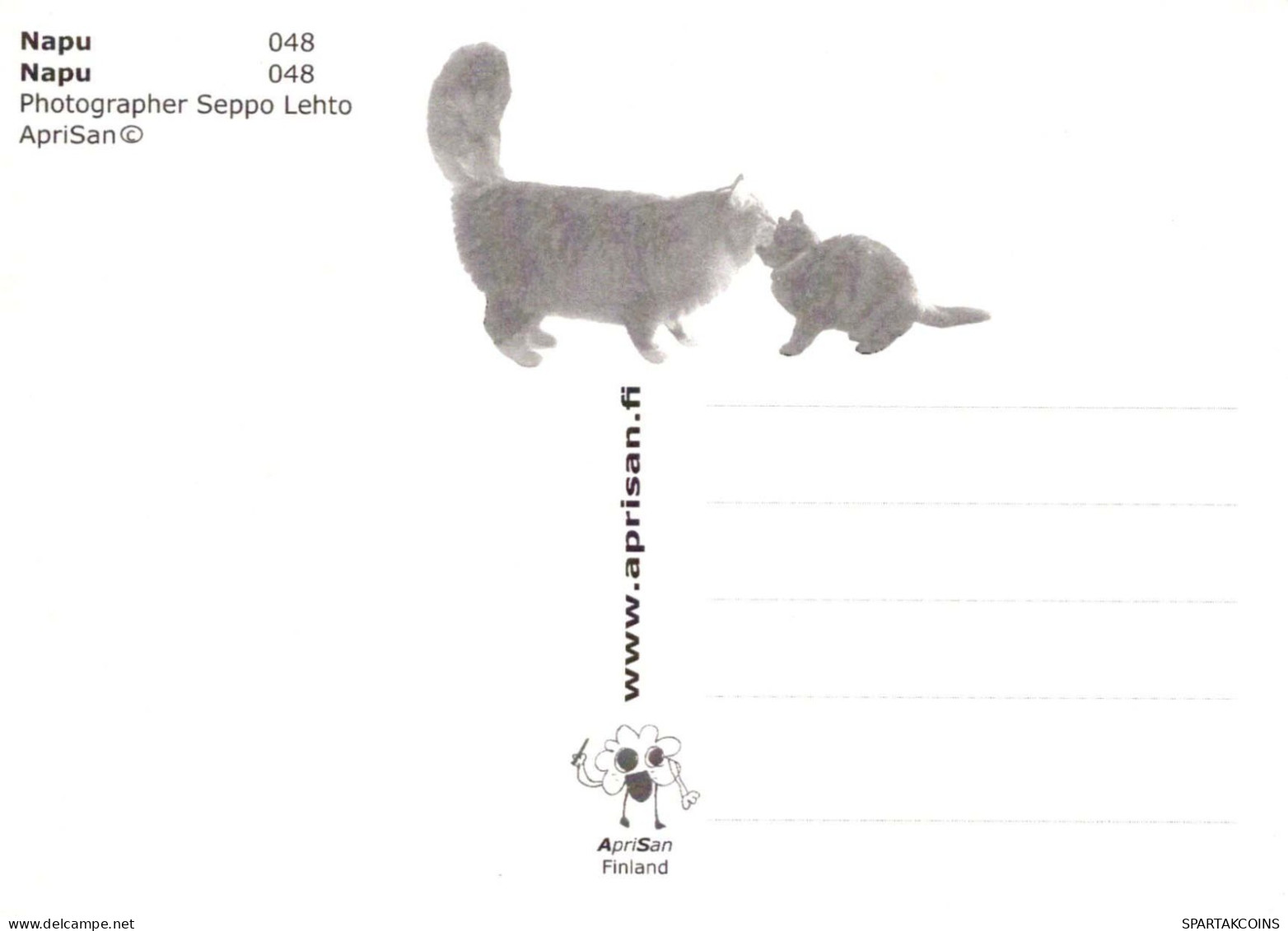 CAT KITTY Animals Vintage Postcard CPSM #PBQ813.A - Cats