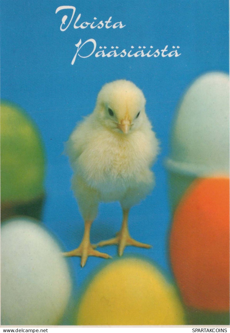 PÂQUES POULET ŒUF Vintage Carte Postale CPSM #PBP070.A - Ostern