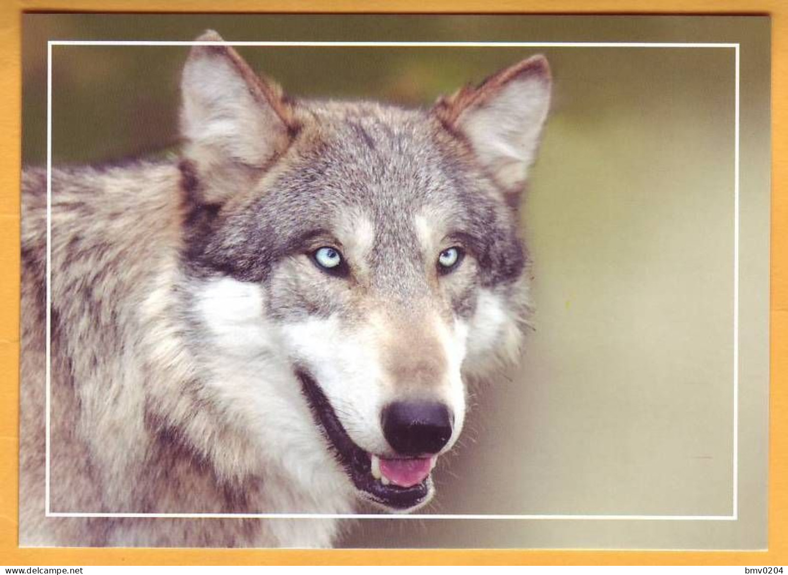 2015 Moldova Moldavie Moldau  Fauna Wildlife. Postcard With An Original Postage Stamp.  Wolf. - Moldova