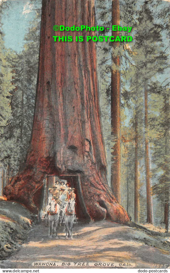 R420977 Cal. Wawona. Big Tree Grove. The Acmegraph - World