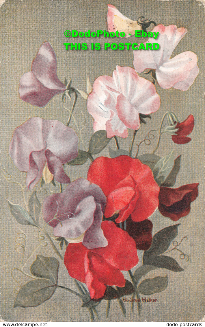 R421185 Flowers. Celesque Series. No. 538. Photochrom. 1917 - World