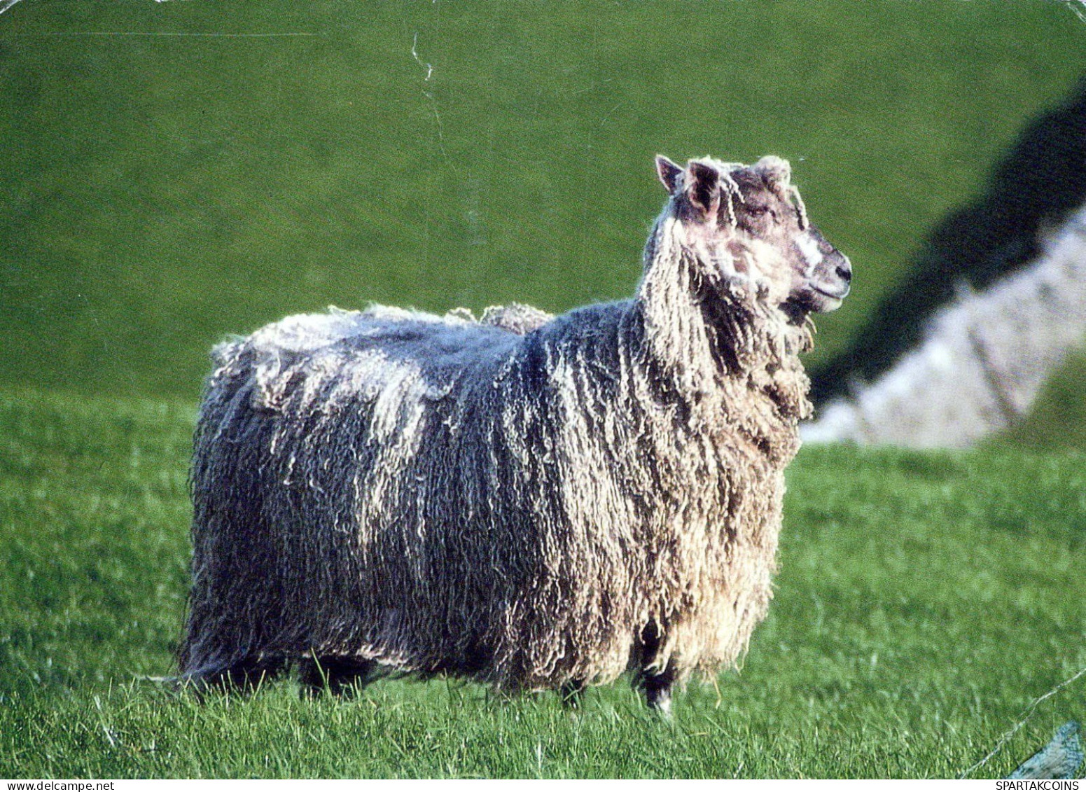 RAM Animaux Vintage Carte Postale CPSM #PBS603.A - Autres & Non Classés