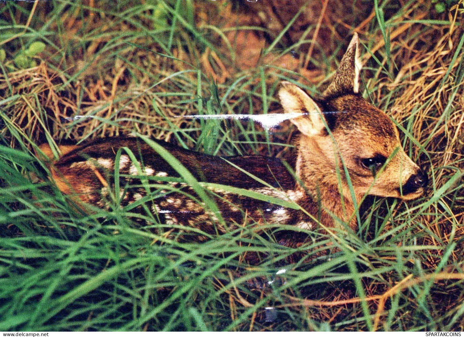 DEER Animals Vintage Postcard CPSM #PBS550.A - Other & Unclassified