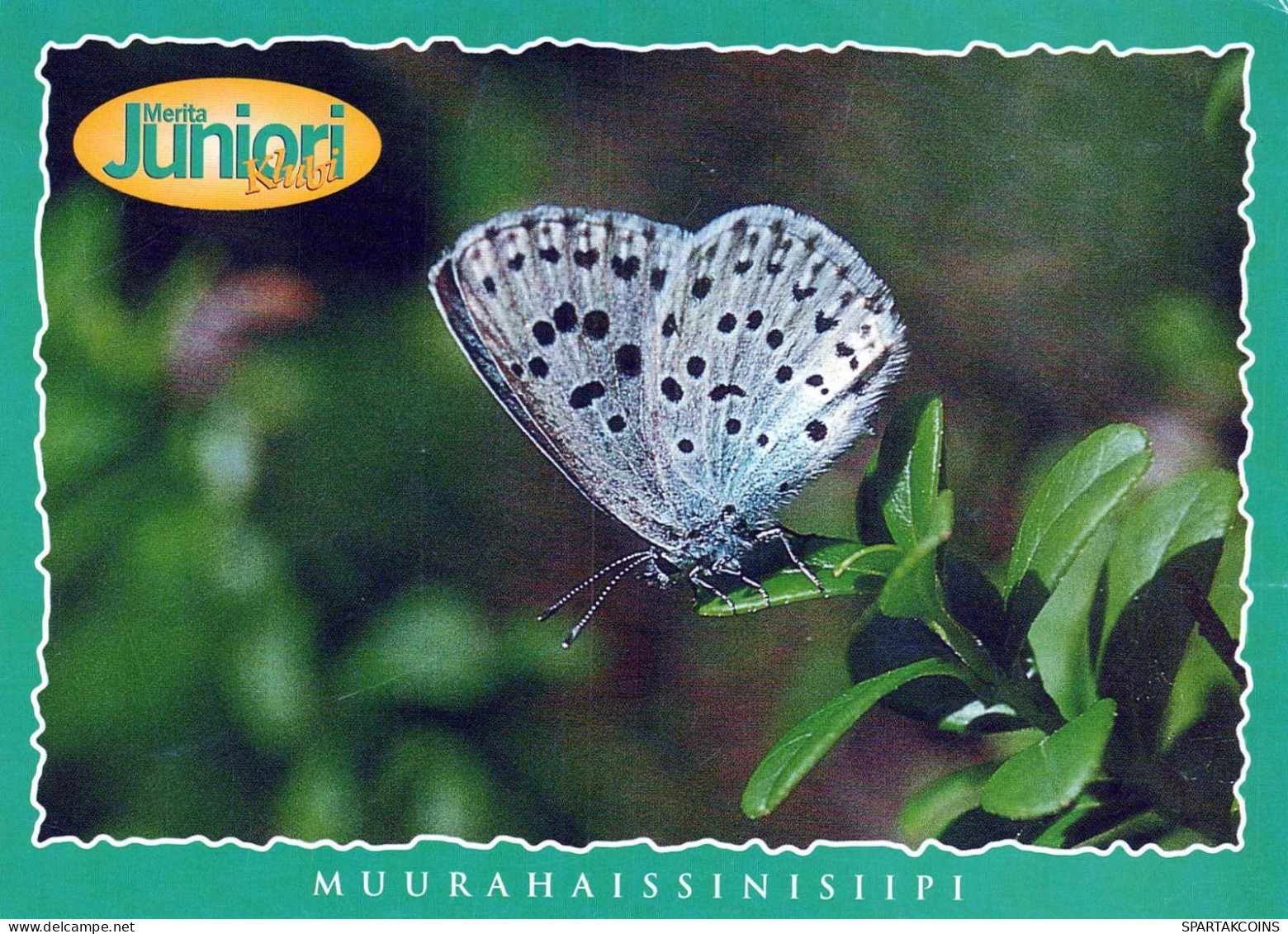 BUTTERFLIES Animals Vintage Postcard CPSM #PBS435.A - Papillons