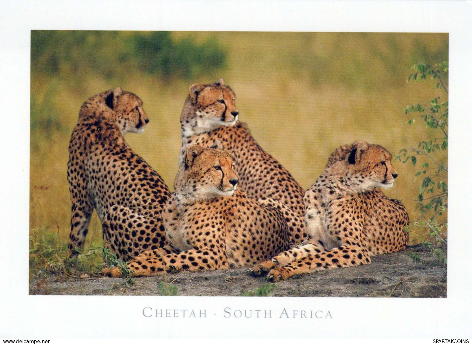 LEOPARD Animaux Vintage Carte Postale CPSM #PBS048.A - Autres & Non Classés