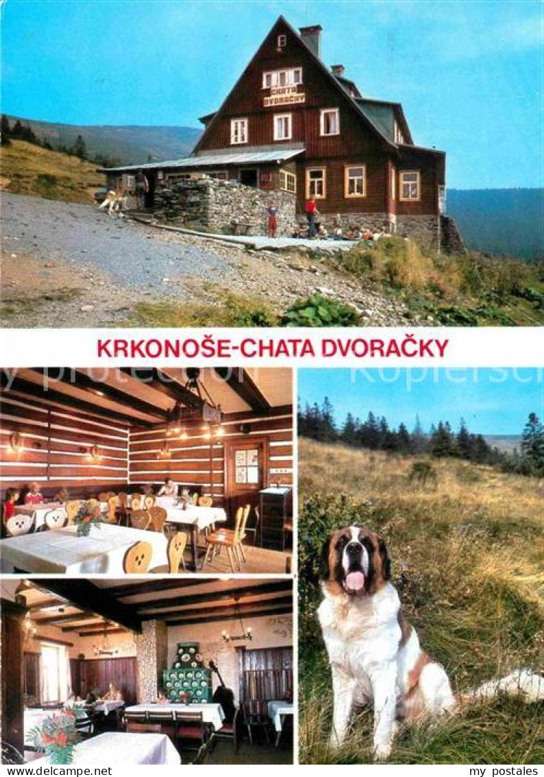 72720979 Jizerou Chata Dvoracky Krkonose Berghaus Riesengebirge Hund Jizerou - Czech Republic