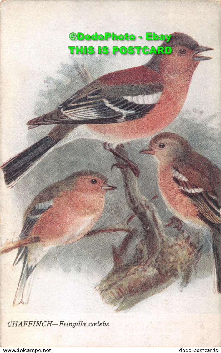 R421197 Chaffinch. Fringilla Coelebs. Birds Of Britain. Series No. 46. J. L. Bon - World