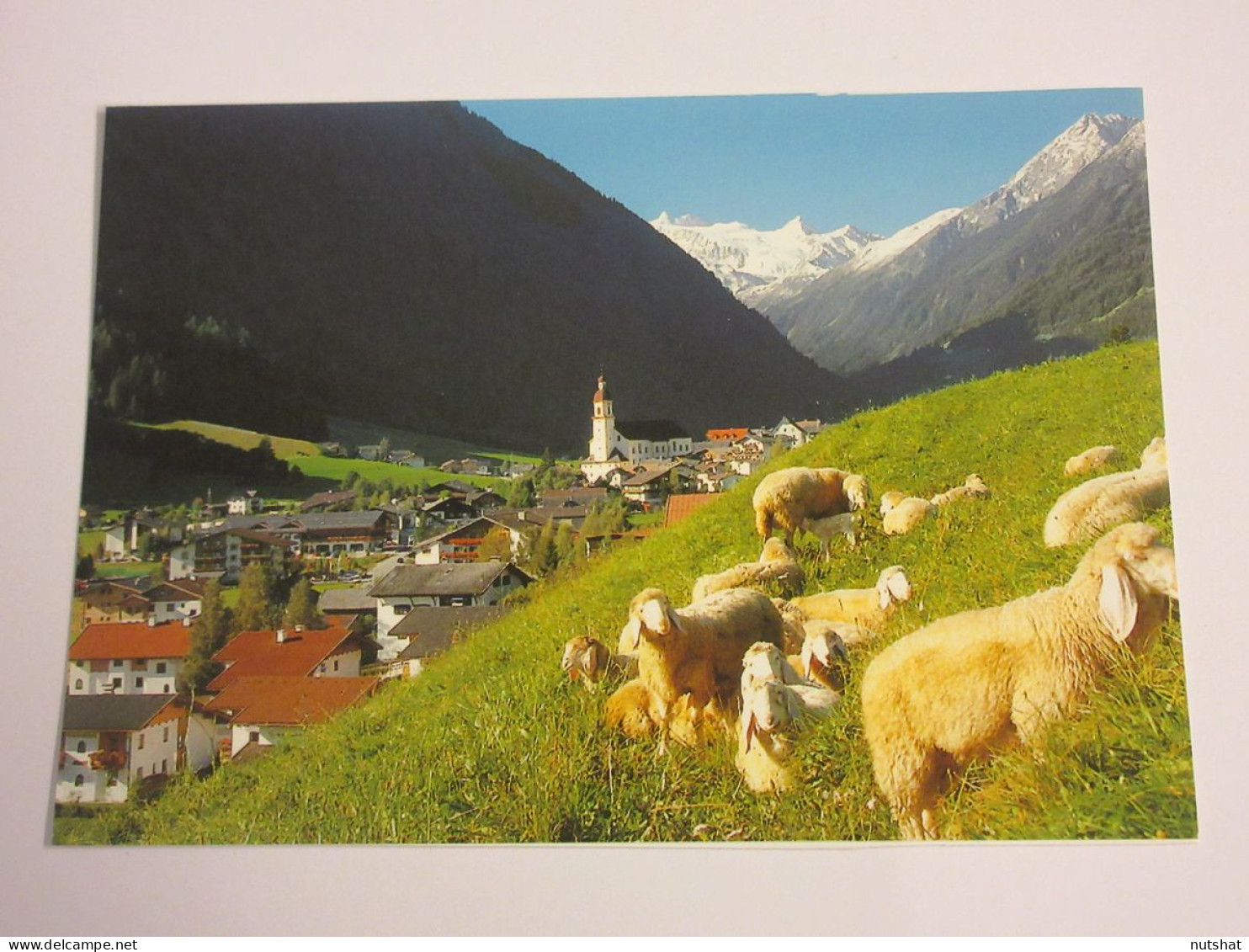 CP CARTE POSTALE AUTRICHE TYROL NEUSTIFT VUE GENERALE Et MOUTONS - Vierge - Neustift Im Stubaital