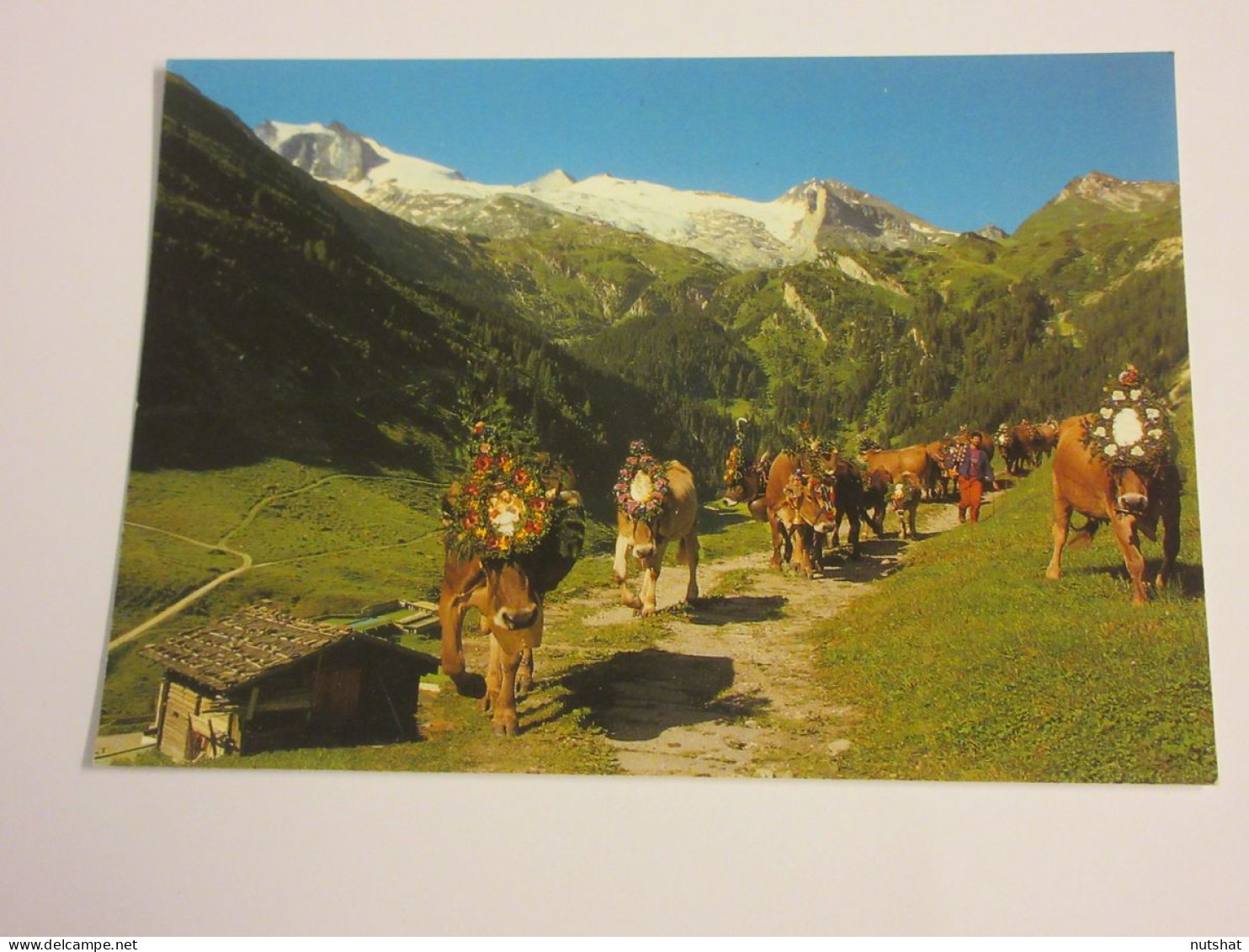 CP CARTE POSTALE AUTRICHE TYROL GLACIER HINTERTUX DESCENTE Des VACHES - Ecrite - Andere & Zonder Classificatie