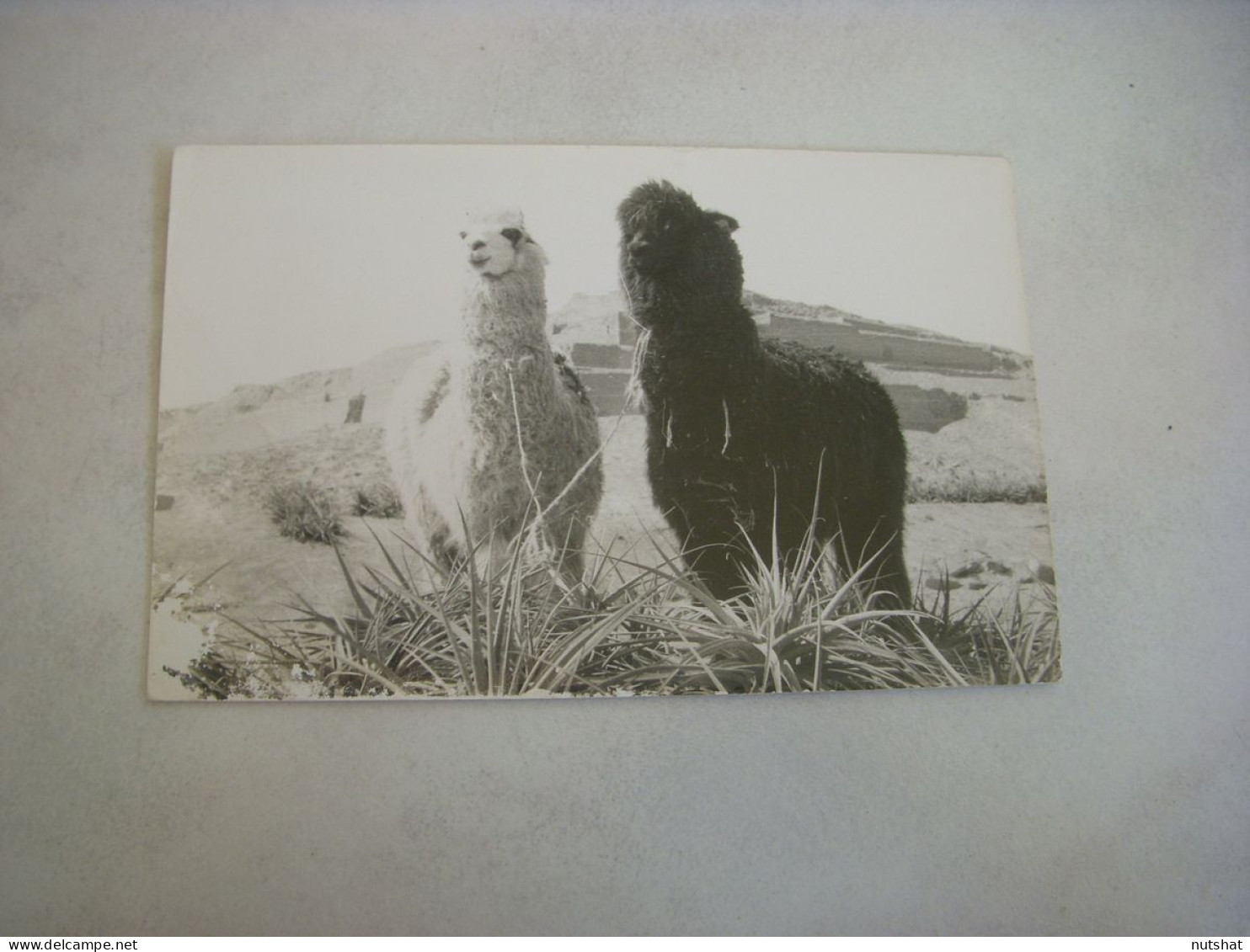 CP CARTE POSTALE ANIMAUX Un LAMA BLANC - Un LAMA NOIR - Vierge - Other & Unclassified