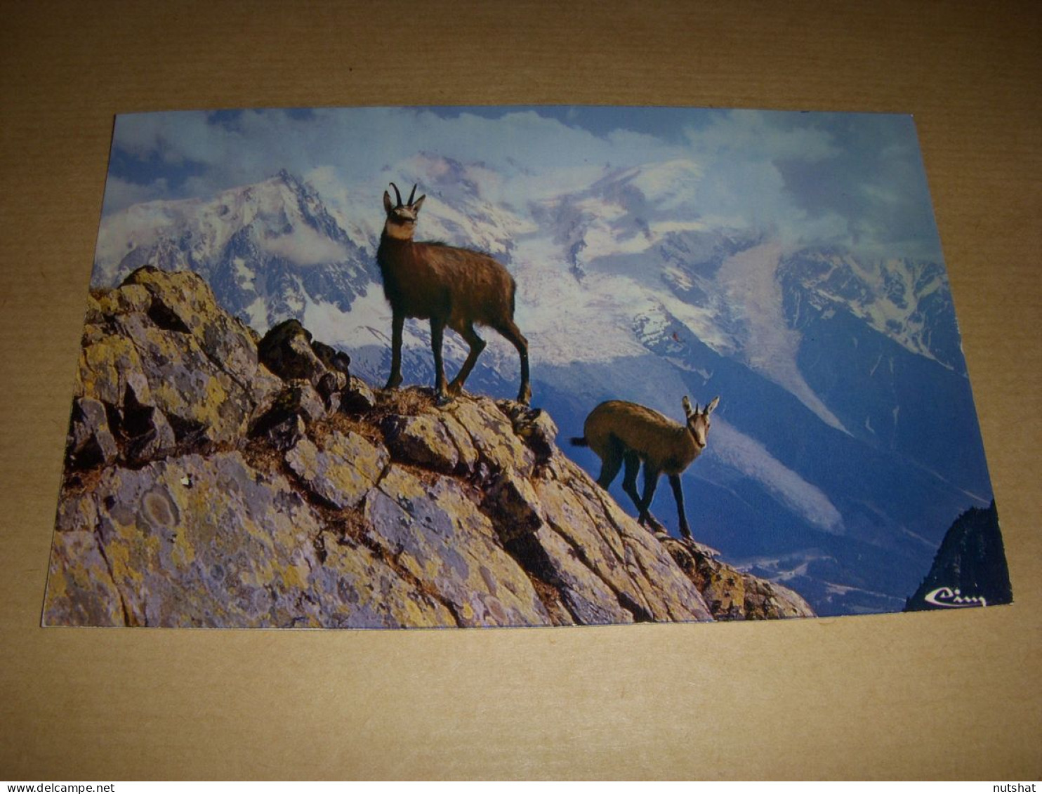 CP CARTE POSTALE ANIMAUX Des MONTAGNES : Le CHAMOIS - VIERGE - Other & Unclassified