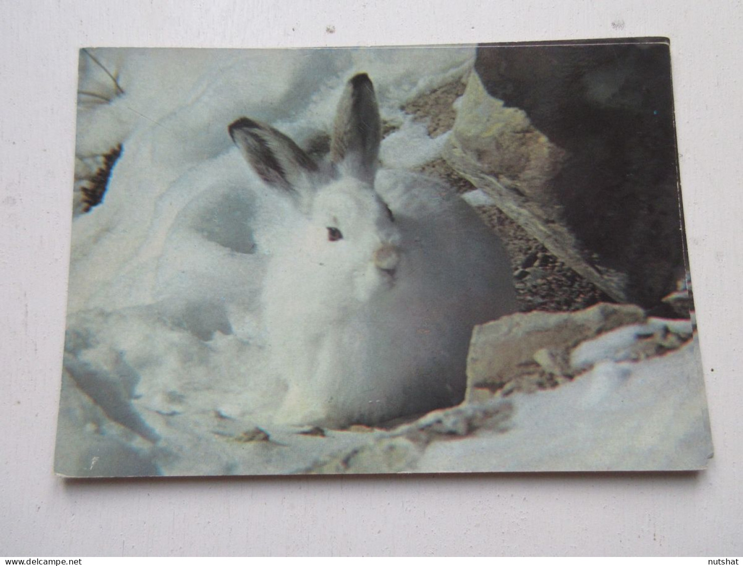 CP CARTE POSTALE ANIMAUX LIEVRE VARIABLE Ou LIEVRE BLANC - Ecrite En 1984.       - Autres & Non Classés