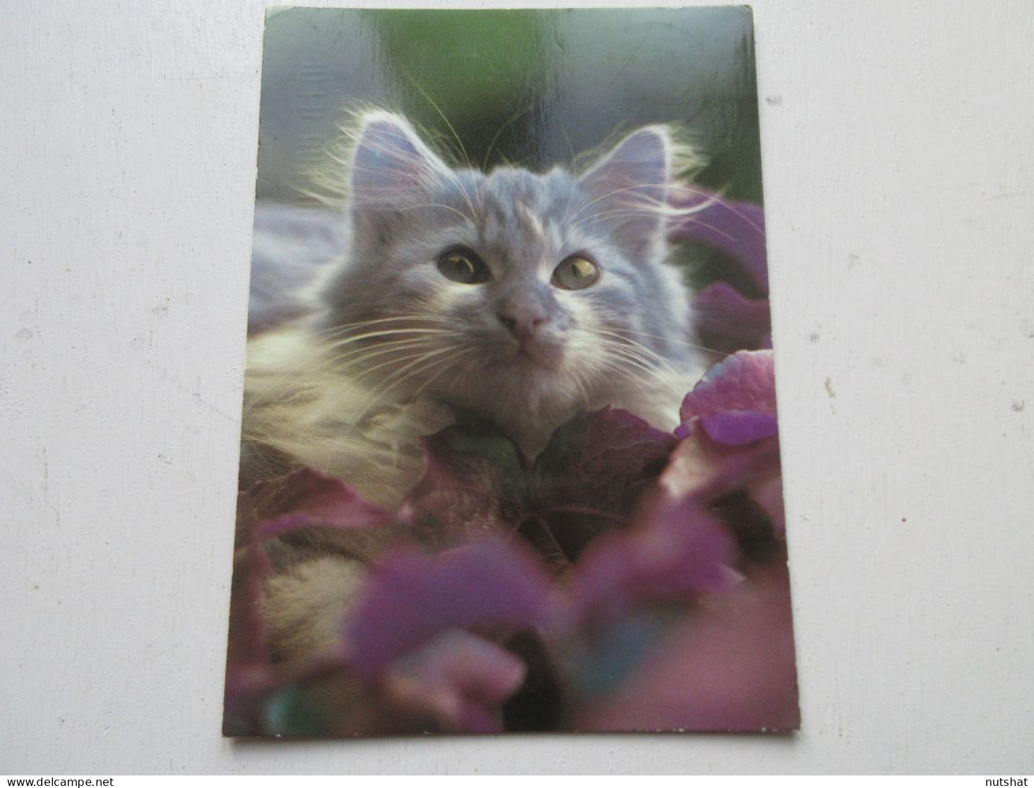 CP CARTE POSTALE ANIMAUX CHATON GRIS - Ecrite En 1984. Timbree Au Verso - Cats