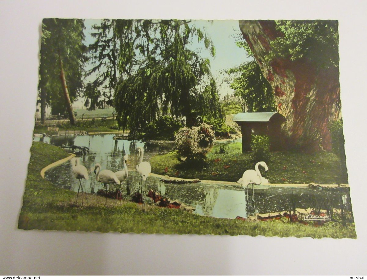 CP CARTE POSTALE ALLIER VICHY Le BASSIN Des CYGNES Et FLAMANTS - Ecrite En 1951 - Vichy