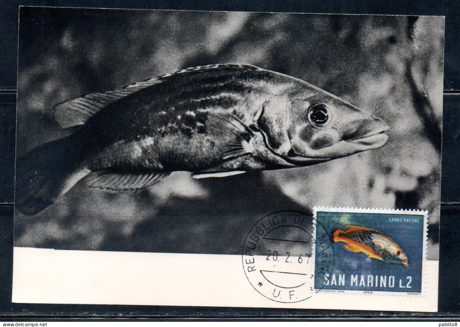 REPUBBLICA DI SAN MARINO 1967 PESCHI FISHES POISSONS PESCE LABRO PAVONE LIRE 2 MAXI MAXIMUM CARD CARTOLINA CARTE - FDC