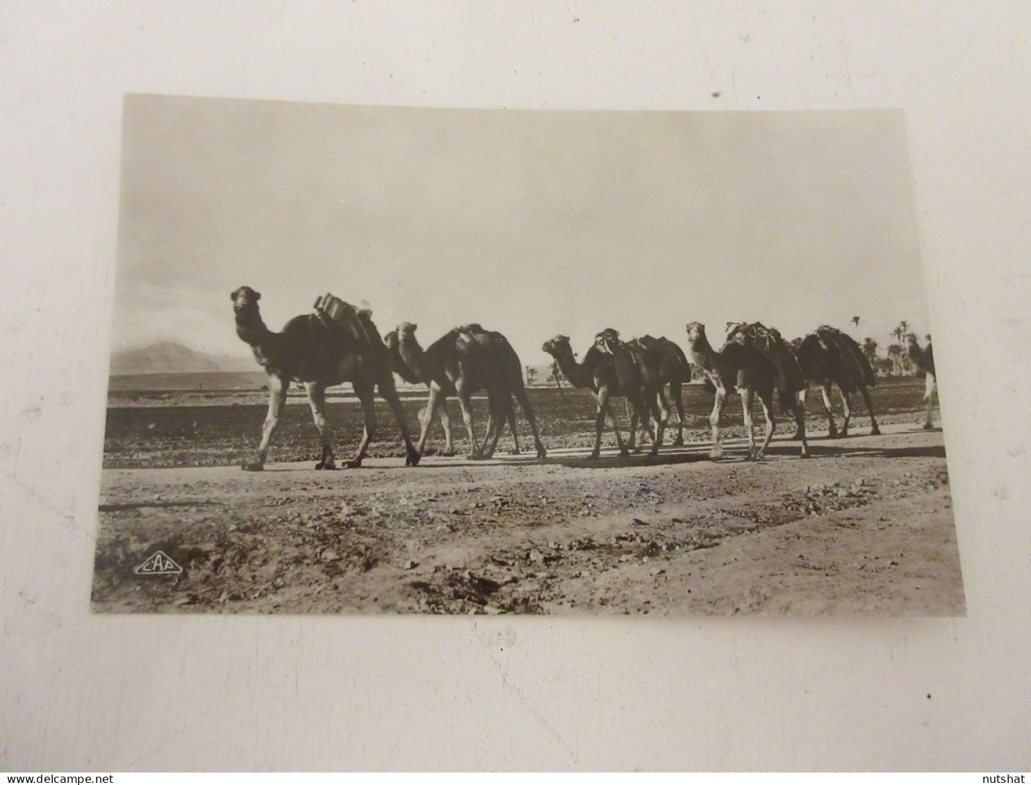 CP CARTE POSTALE AFRIQUE ALGERIE Une CARAVANE De CHAMEAUX - Ecrite En 1938 - Alger