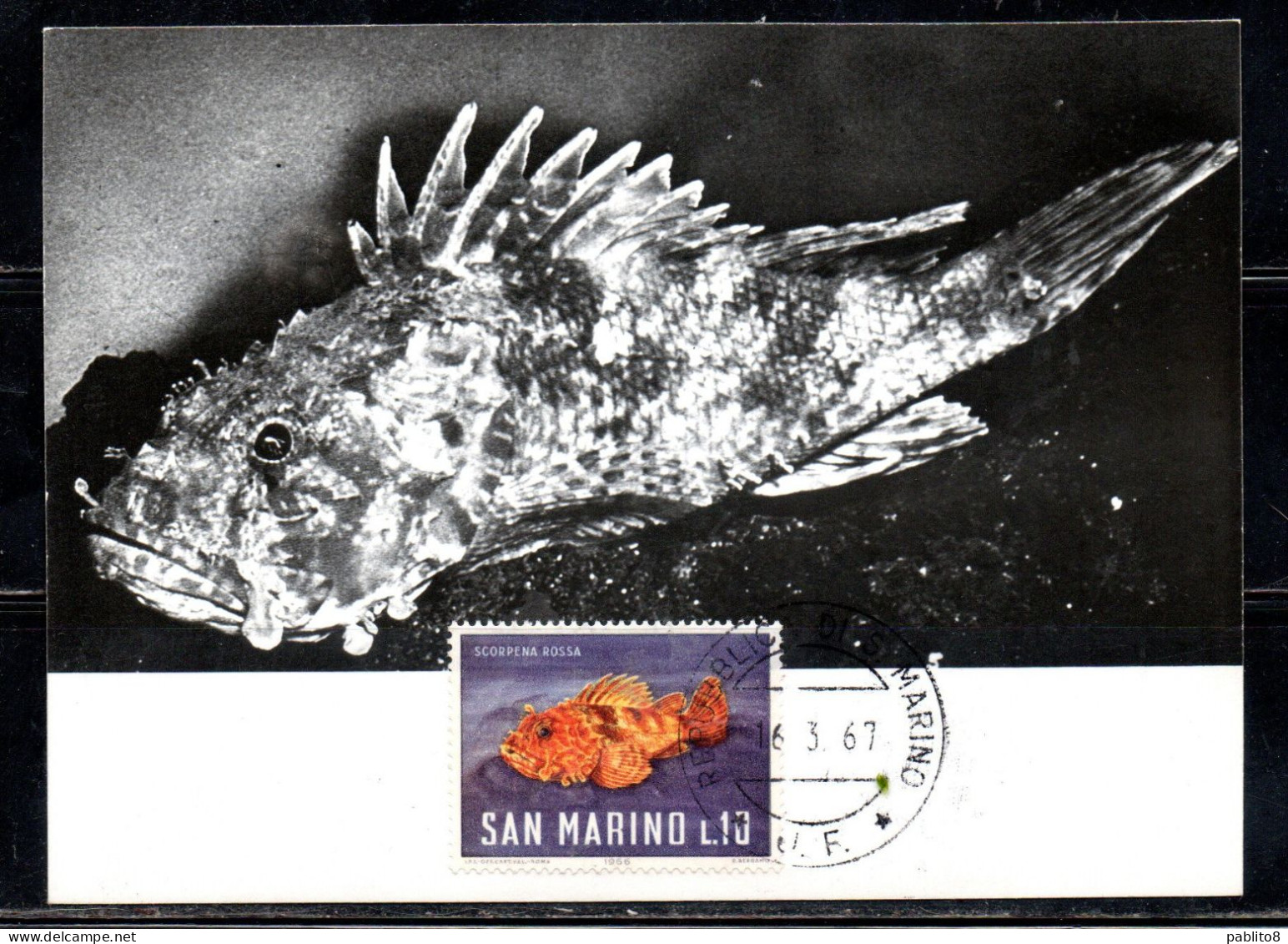 REPUBBLICA DI SAN MARINO 1967 PESCHI FISHES POISSONS PESCE SCORPENNA ROSSA LIRE 10 MAXI MAXIMUM CARD CARTOLINA CARTE - FDC