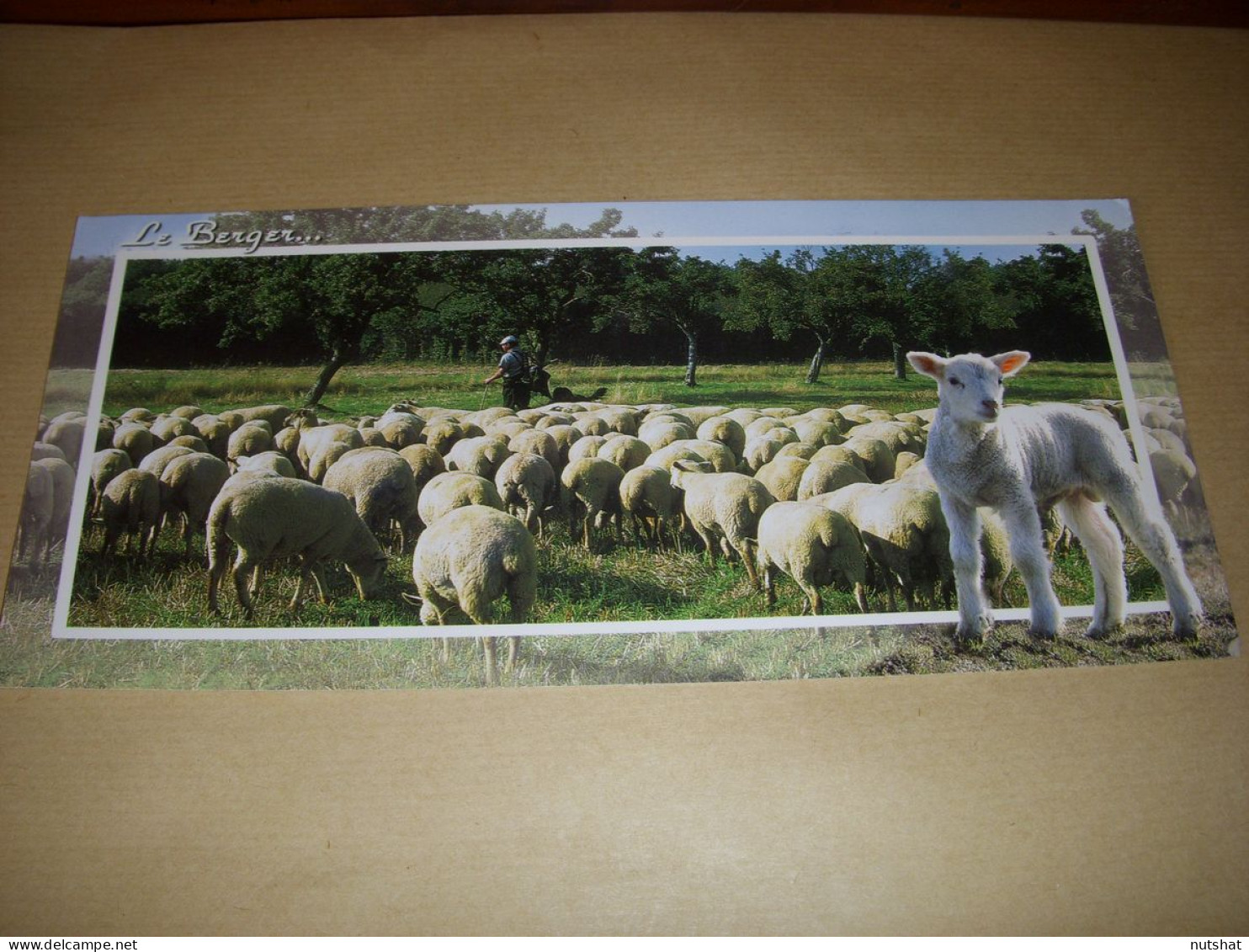 CP CARTE POSTALE Gd FORMAT La FRANCE En PANORAMA Le BERGER Et Ses MOUTONS - Paysans