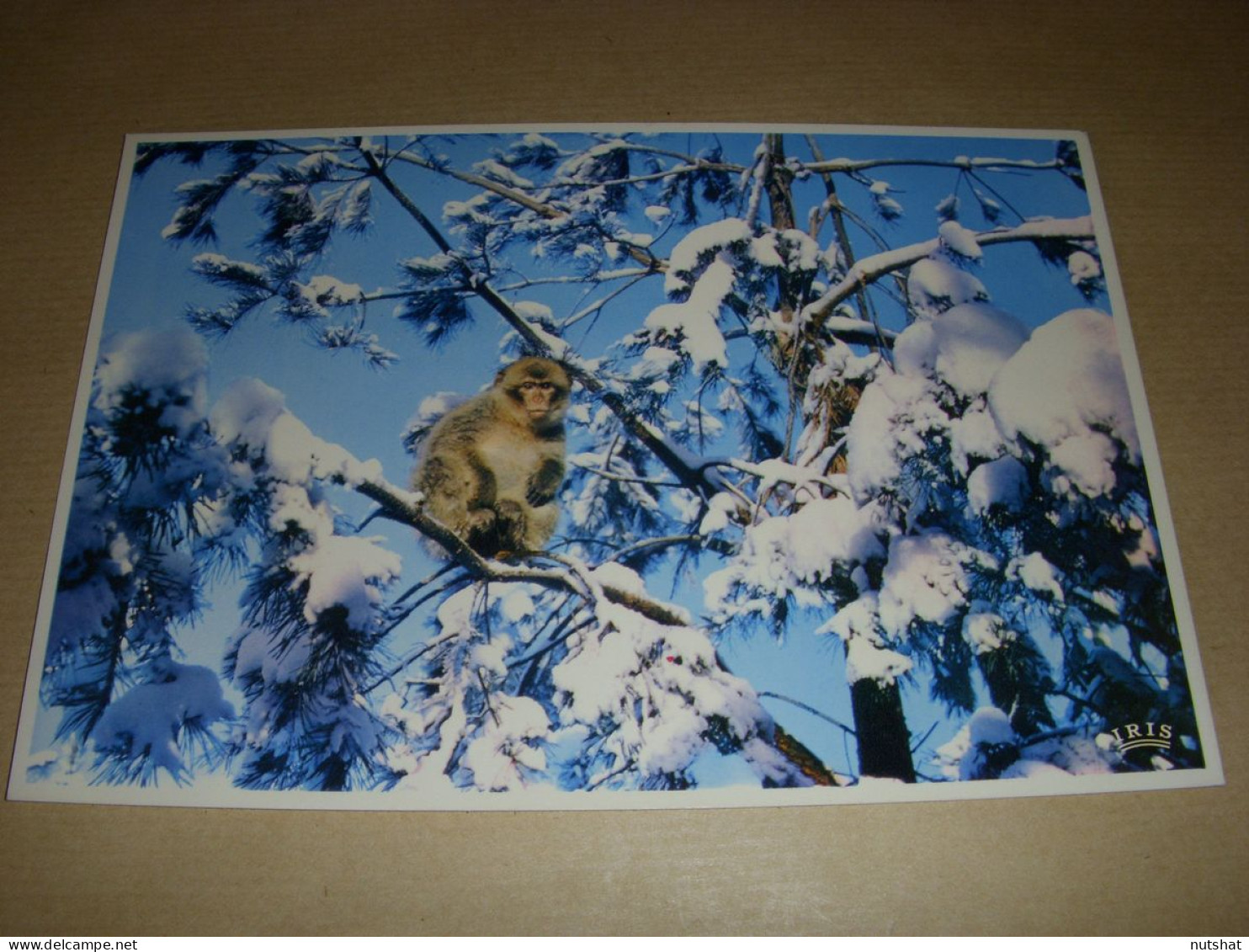 CP CARTE POSTALE Gd FORMAT BAS RHIN KINTZHEIM La MONTAGNE Des SINGES NEIGE - Other & Unclassified