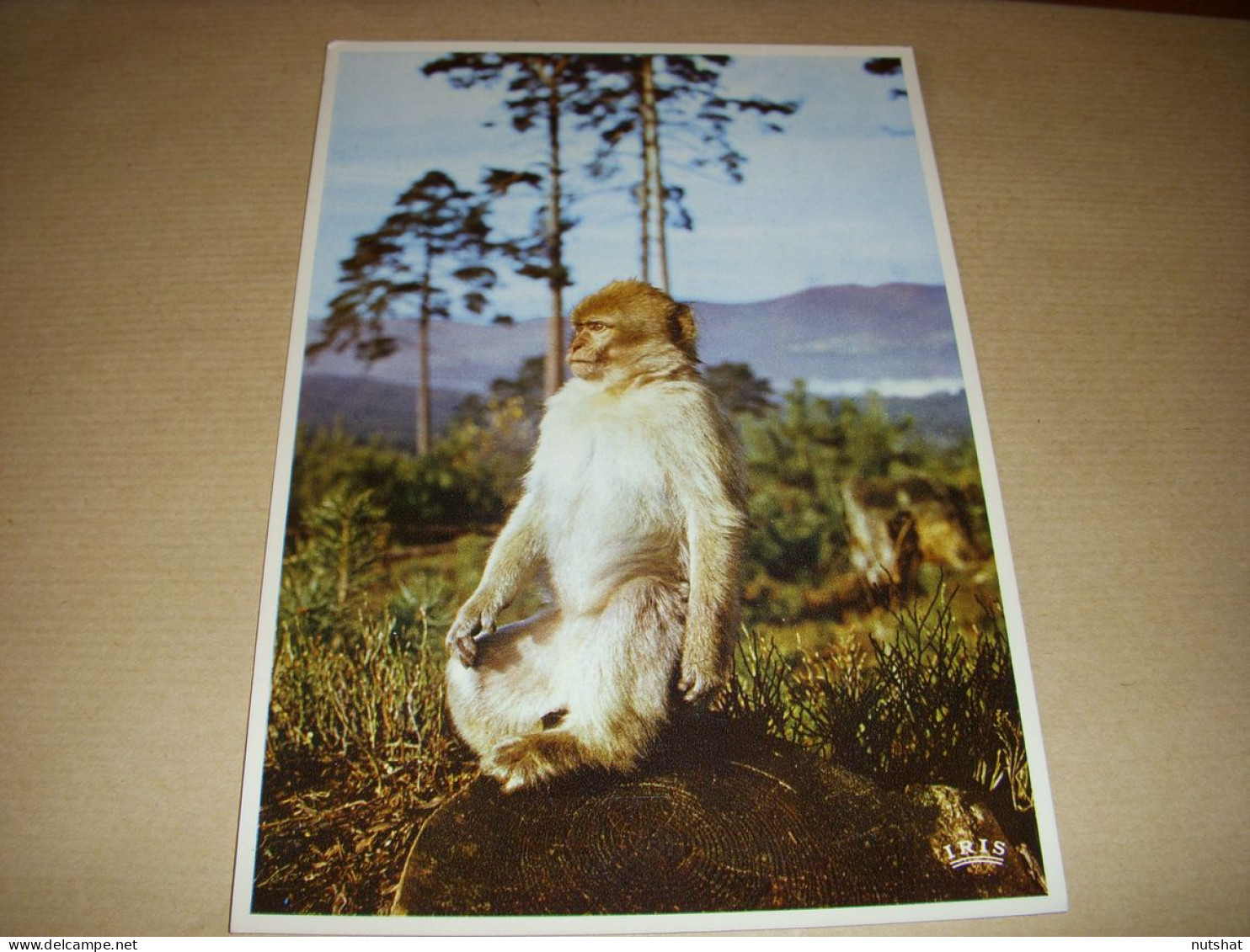 CP CARTE POSTALE Gd FORMAT BAS RHIN KINTZHEIM La MONTAGNE Des SINGES Le MACAQUE - Sonstige & Ohne Zuordnung