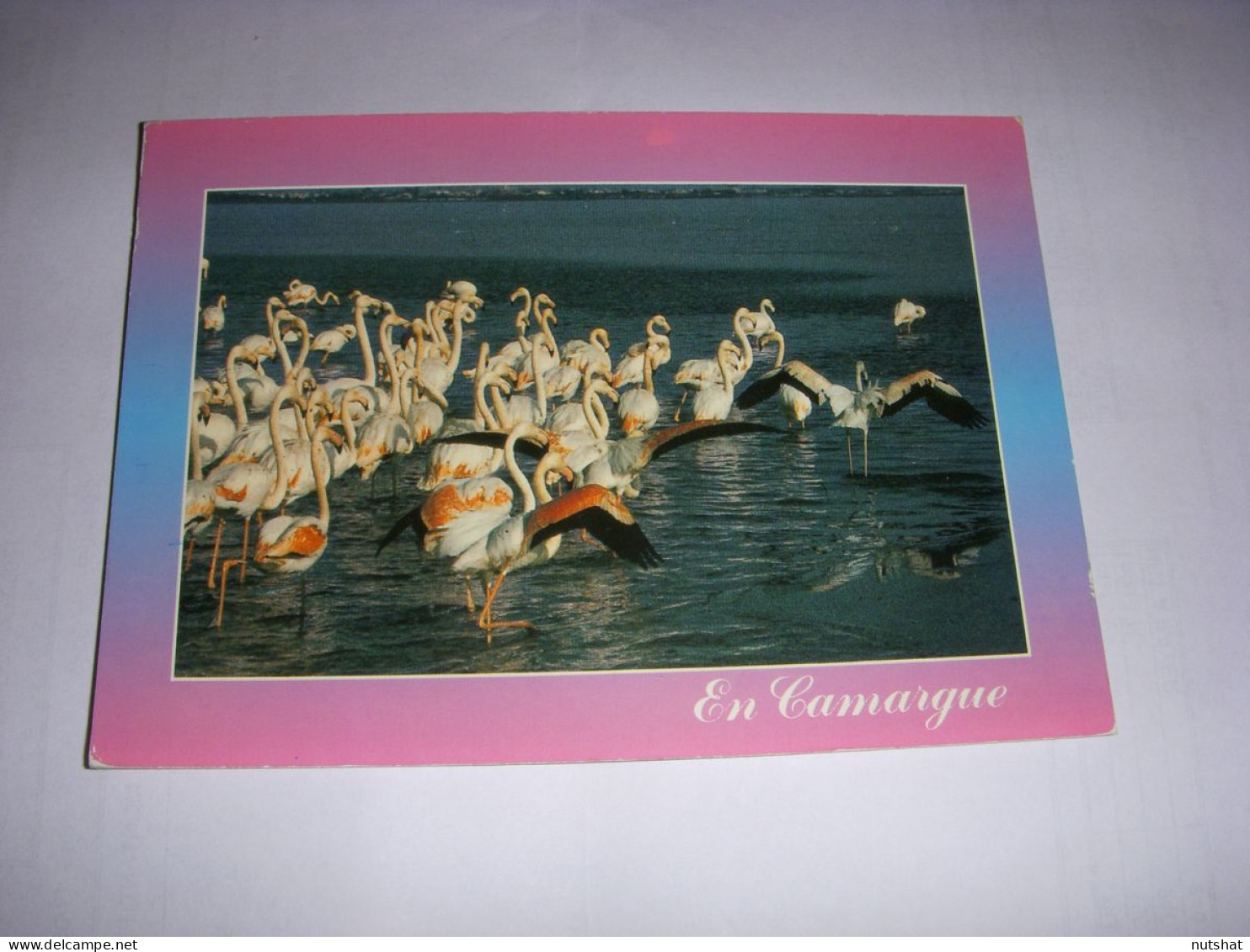 CP CARTE POSTALE GARD CAMARGUE Les FLAMANTS ROSES - ECRITE En 1990 - Autres & Non Classés