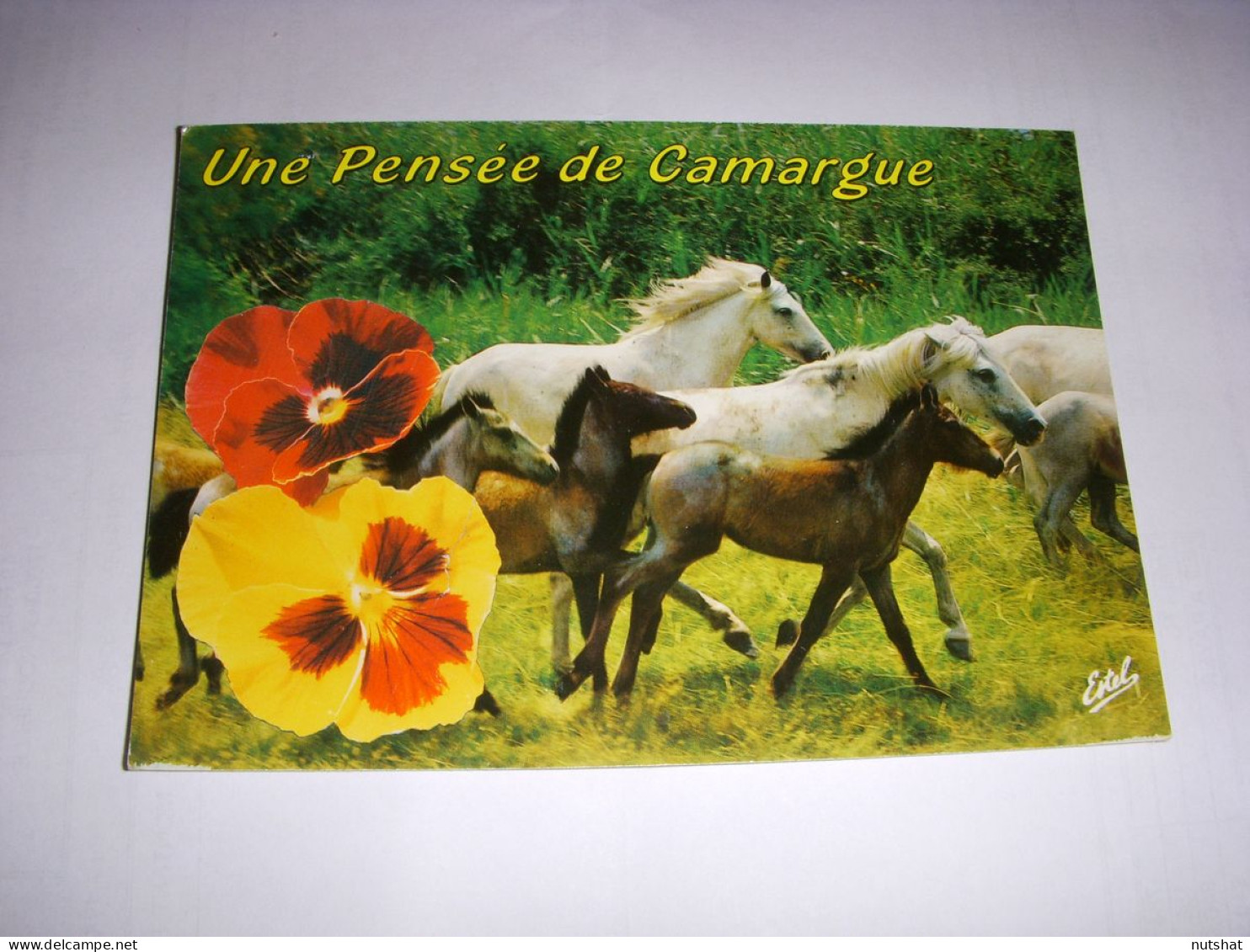 CP CARTE POSTALE GARD CAMARGUE JUMENTS Et POULAINS CAMARGUAIS - ECRITE - Autres & Non Classés