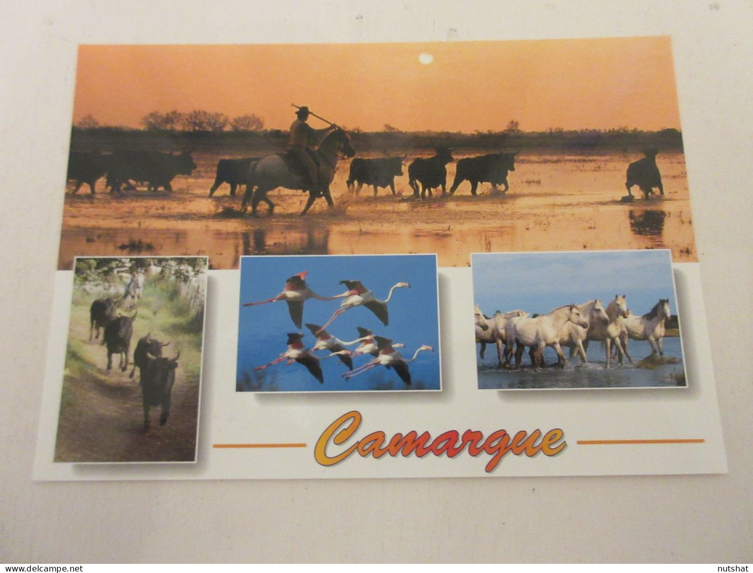 CP CARTE POSTALE GARD CAMARGUE CHEVAUX FLAMANTS ROSES TAUREAUX - Ecrite - Autres & Non Classés