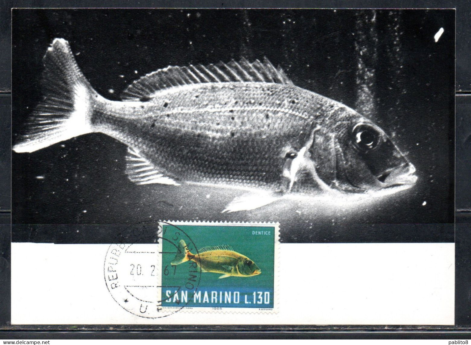 REPUBBLICA DI SAN MARINO 1967 PESCHI FISHES POISSONS PESCE DENTICE LIRE 130 MAXI MAXIMUM CARD CARTOLINA CARTE - FDC