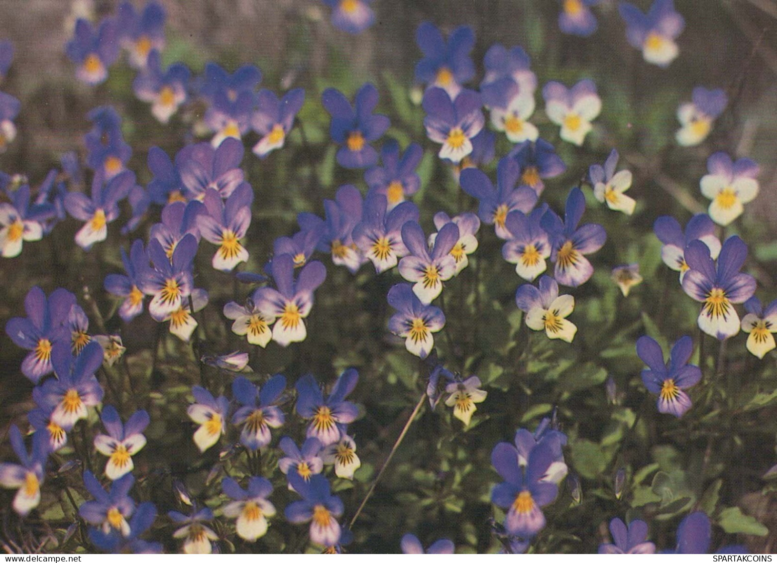 FLOWERS Vintage Ansichtskarte Postkarte CPSM #PAS461.DE - Fleurs
