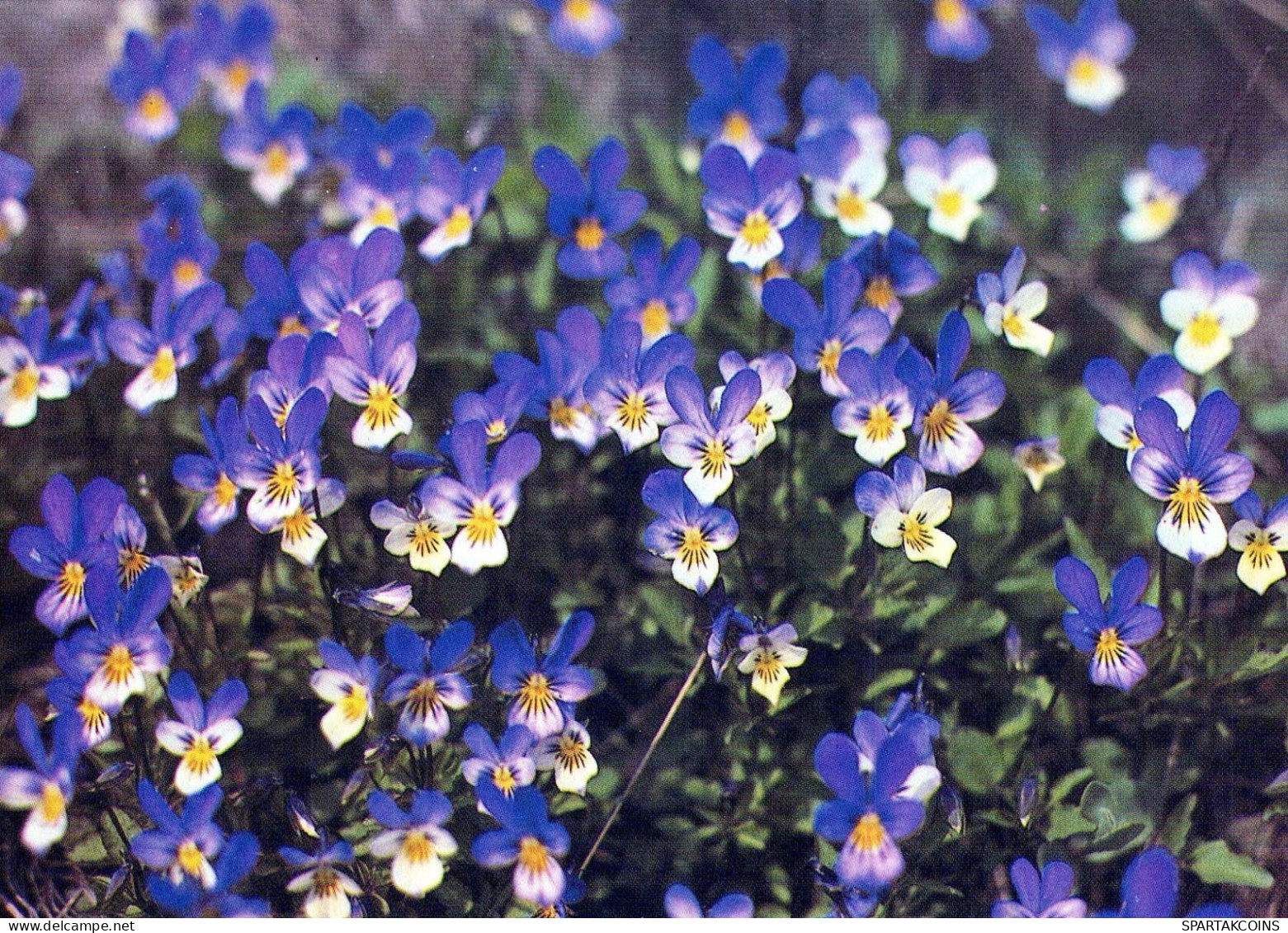 FLOWERS Vintage Ansichtskarte Postkarte CPSM #PAS461.DE - Fleurs