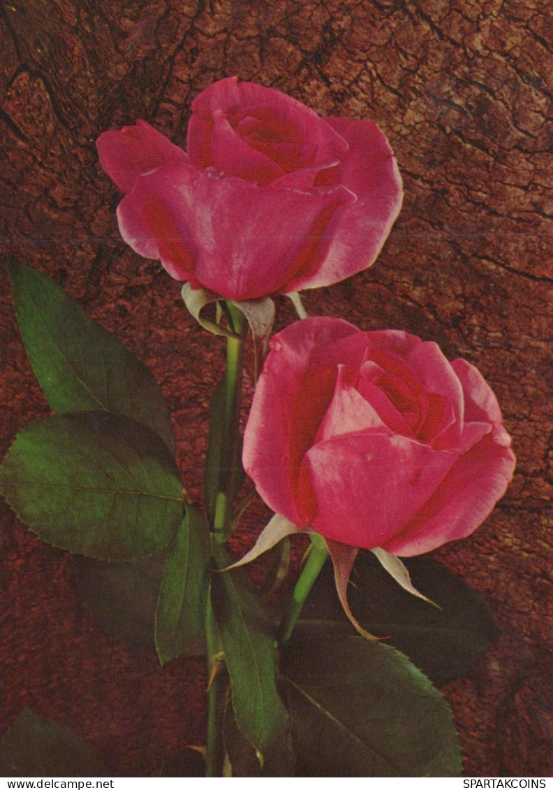 FLOWERS Vintage Ansichtskarte Postkarte CPSM #PAS101.DE - Blumen