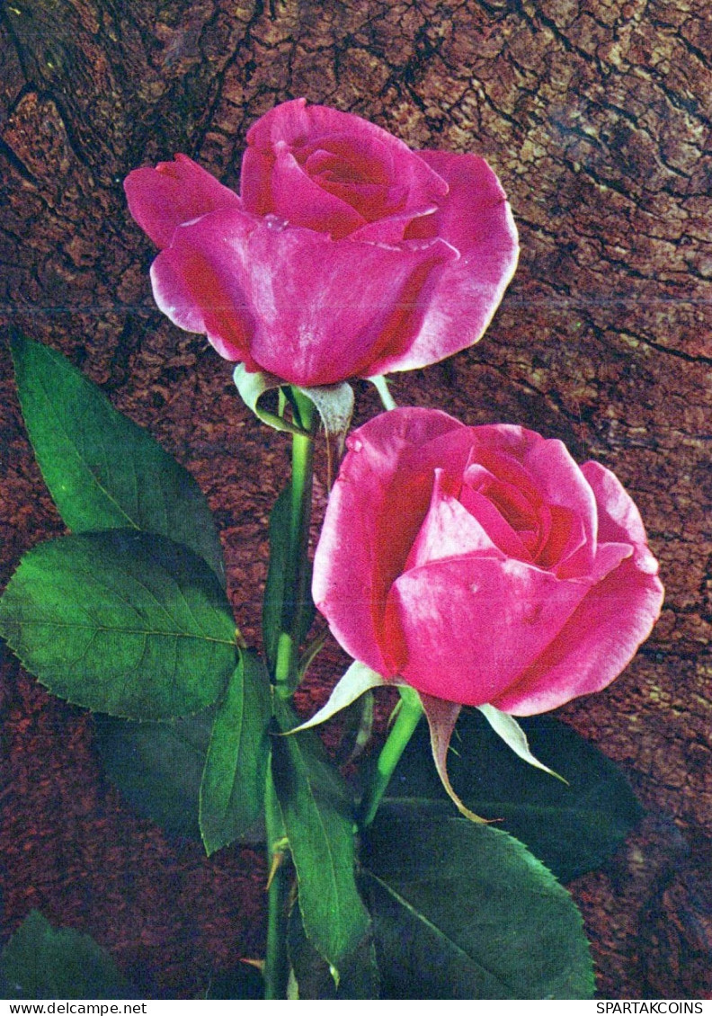 FLOWERS Vintage Ansichtskarte Postkarte CPSM #PAS101.DE - Blumen