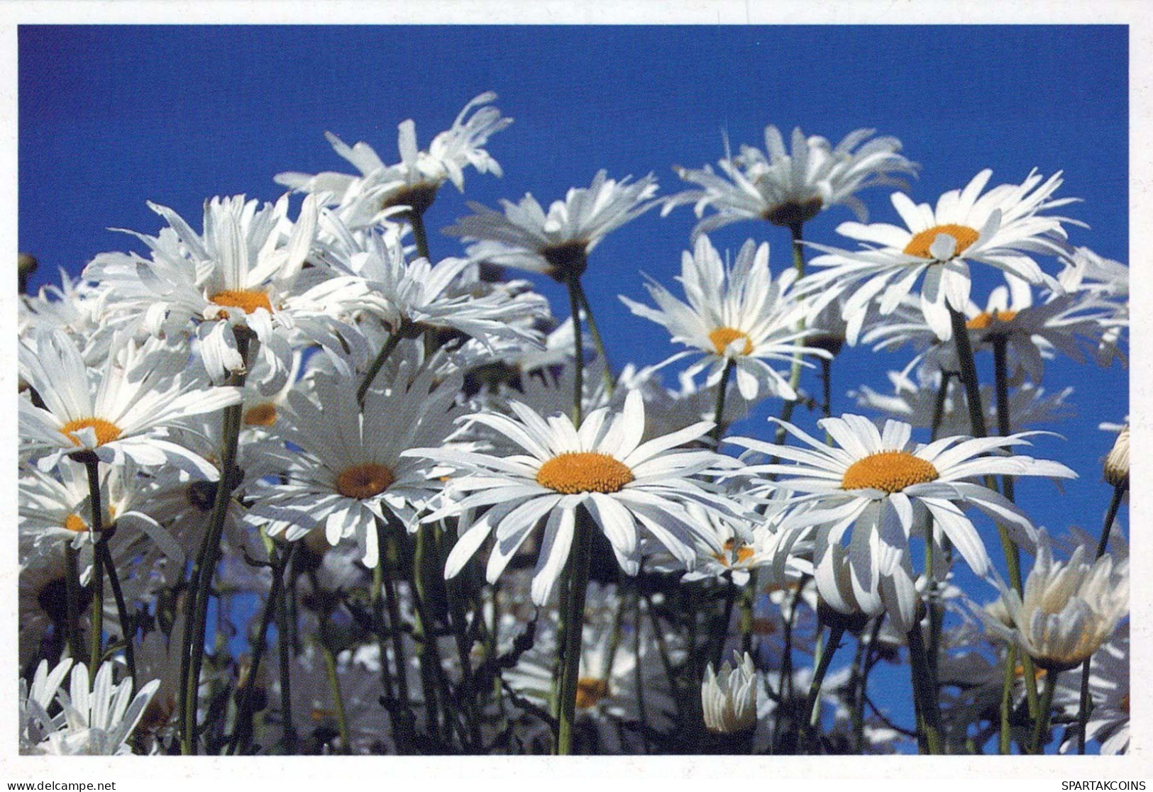 FLOWERS Vintage Ansichtskarte Postkarte CPSM #PAR680.DE - Fleurs