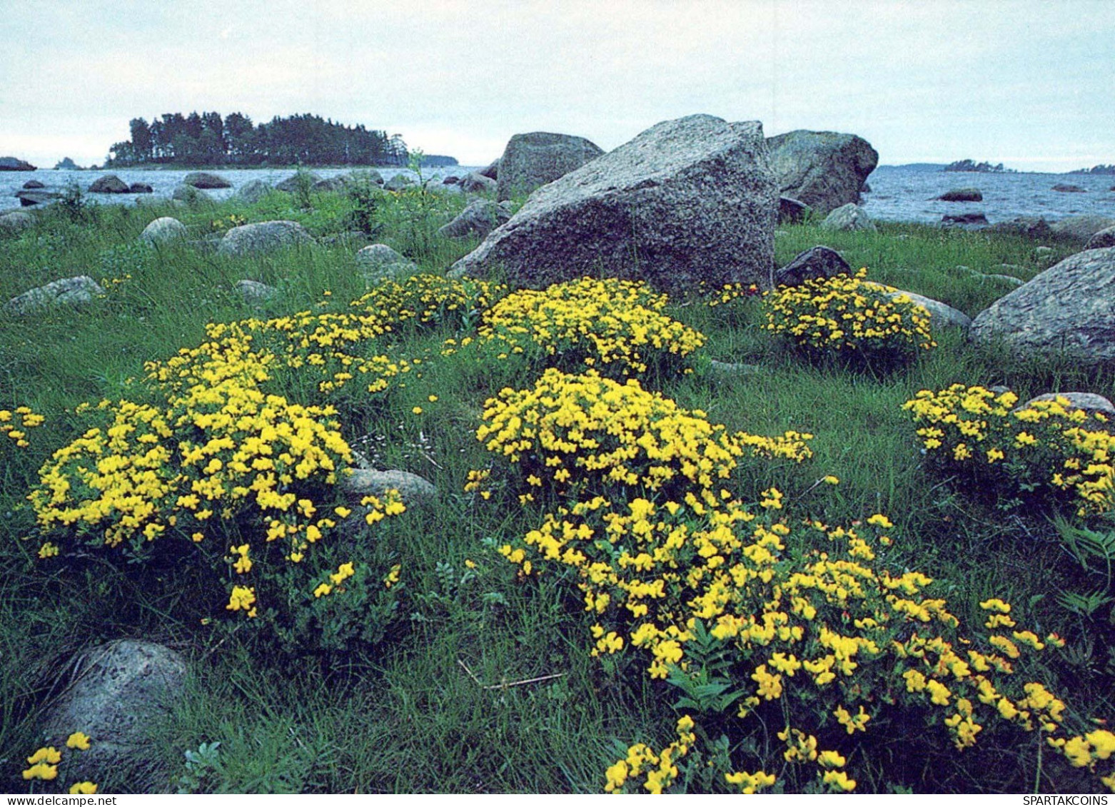 FLOWERS Vintage Ansichtskarte Postkarte CPSM #PAR500.DE - Blumen