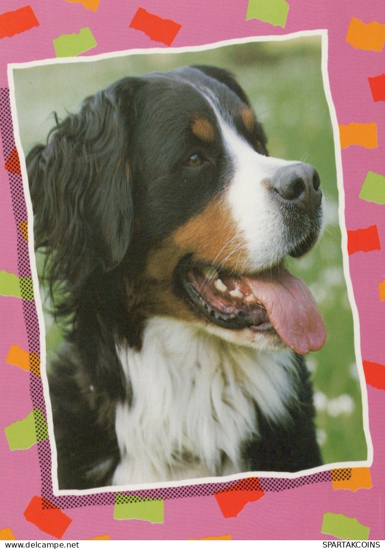 HUND Tier Vintage Ansichtskarte Postkarte CPSM #PAN429.DE - Hunde