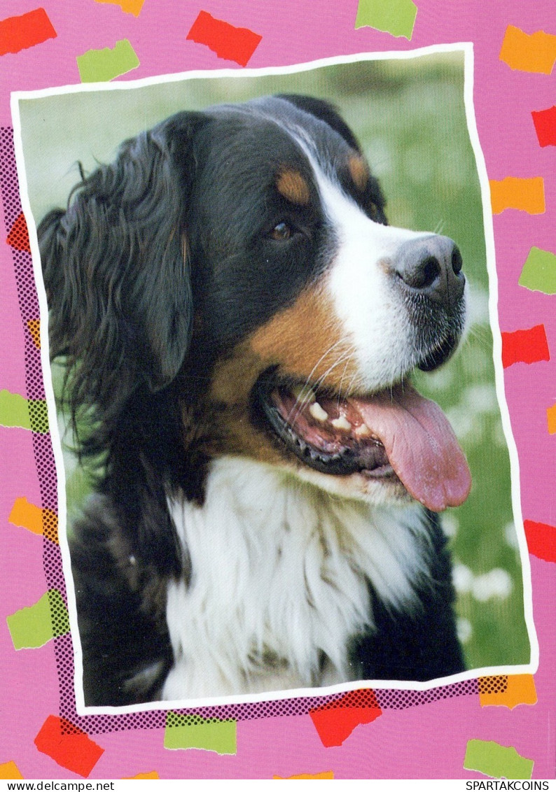 HUND Tier Vintage Ansichtskarte Postkarte CPSM #PAN429.DE - Hunde