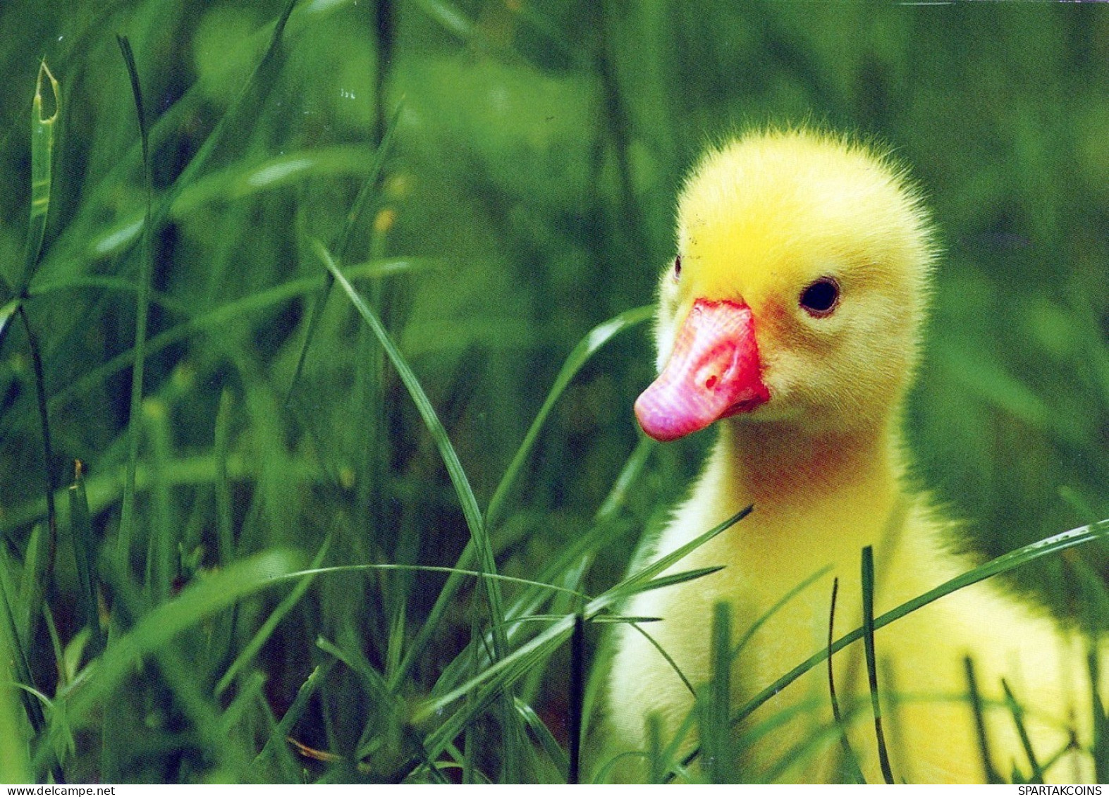 VOGEL Tier Vintage Ansichtskarte Postkarte CPSM #PAN365.DE - Vögel