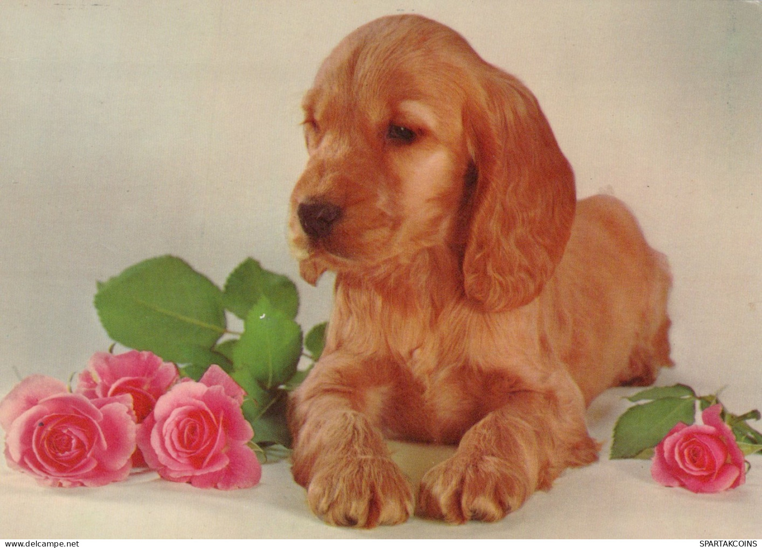 HUND Tier Vintage Ansichtskarte Postkarte CPSM #PAN623.DE - Hunde