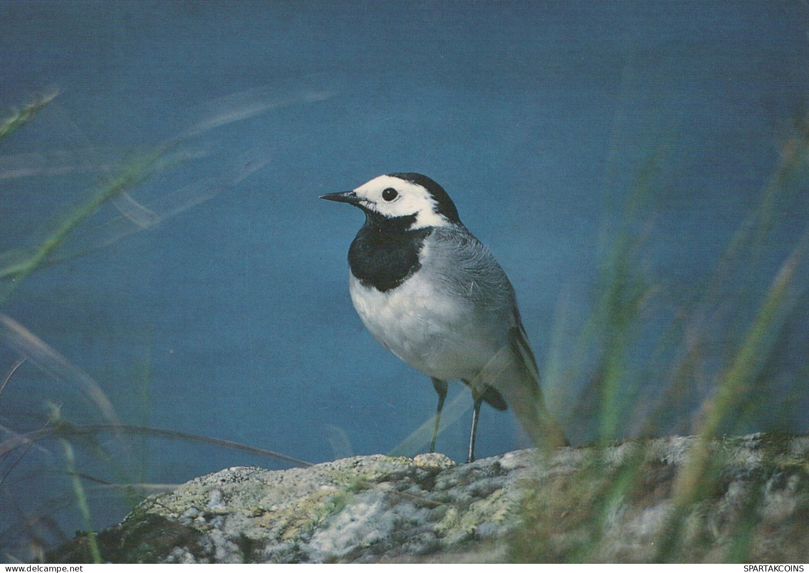 VOGEL Tier Vintage Ansichtskarte Postkarte CPSM #PAN119.DE - Birds