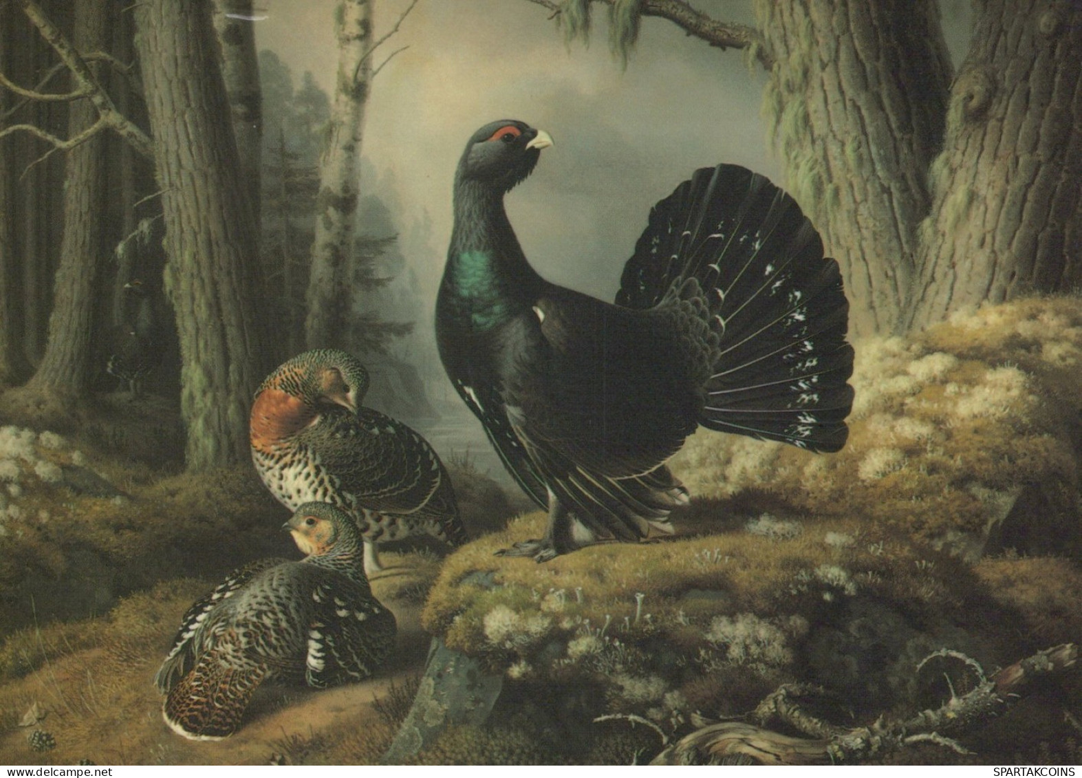 VOGEL Tier Vintage Ansichtskarte Postkarte CPSM #PAN182.DE - Vögel
