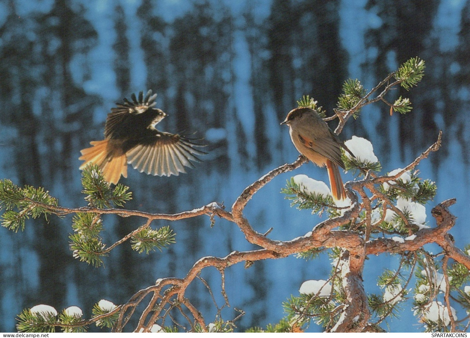 VOGEL Tier Vintage Ansichtskarte Postkarte CPSM #PAM686.DE - Birds