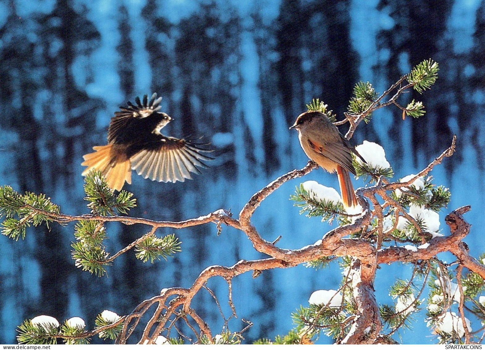 VOGEL Tier Vintage Ansichtskarte Postkarte CPSM #PAM686.DE - Oiseaux