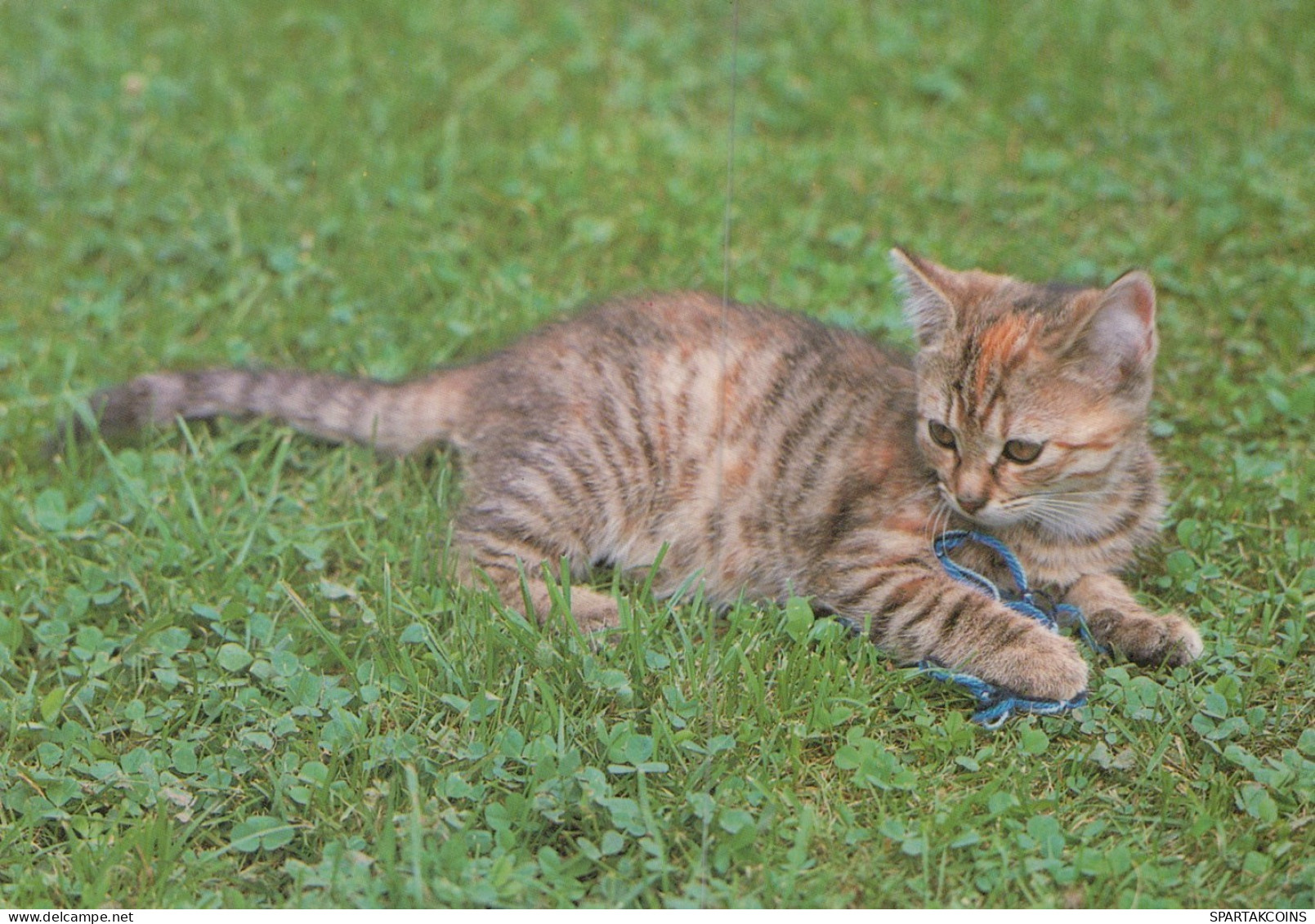 KATZE MIEZEKATZE Tier Vintage Ansichtskarte Postkarte CPSM Unposted #PAM367.DE - Cats