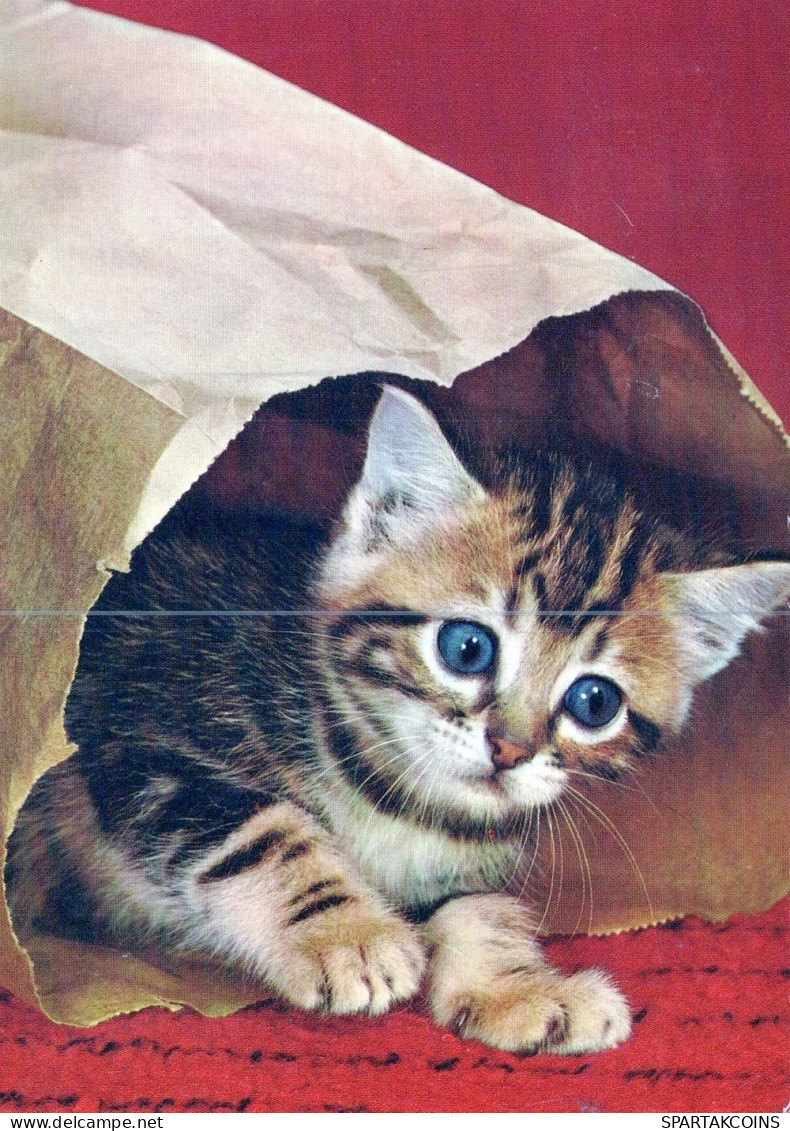 KATZE MIEZEKATZE Tier Vintage Ansichtskarte Postkarte CPSM #PAM119.DE - Cats