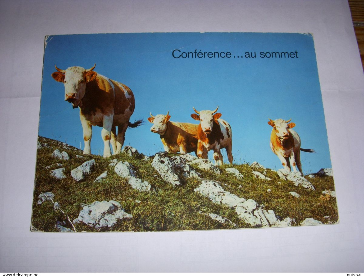 CP CARTE POSTALE MESSAGE CONFERENCE Au SOMMET - VACHES - ECRITE - Cows